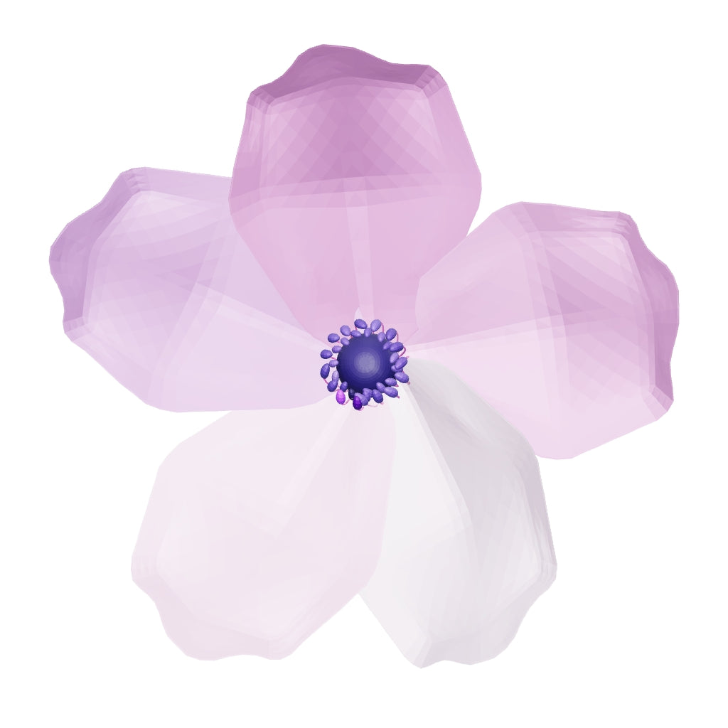 Anemone